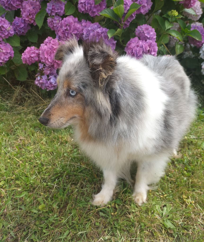 Les Shetland Sheepdog de l'affixe de l'Aube des Hortensias