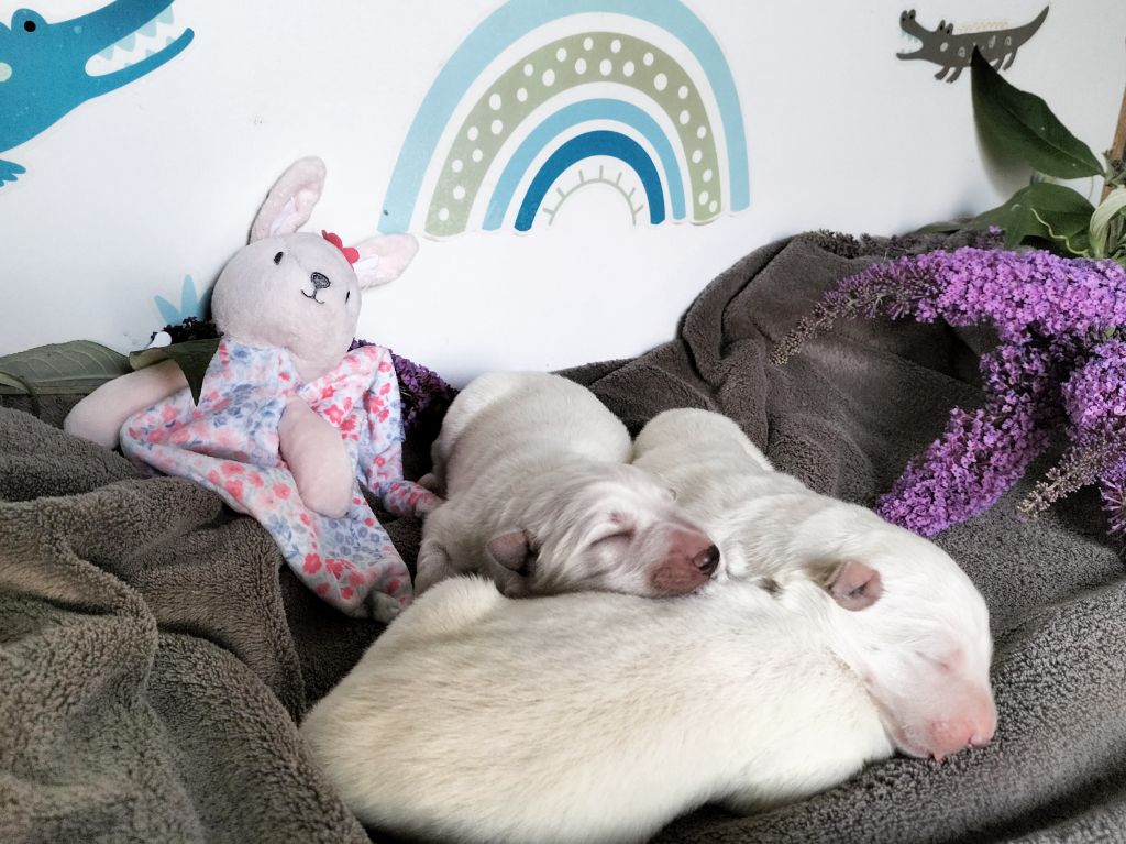 chiot Berger Blanc Suisse de l'Aube des Hortensias