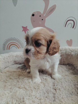 de l'Aube des Hortensias - Cavalier King Charles Spaniel - Portée née le 26/09/2023