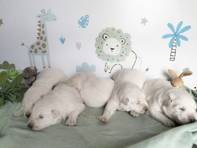 de l'Aube des Hortensias - Berger Blanc Suisse - Portée née le 27/06/2024