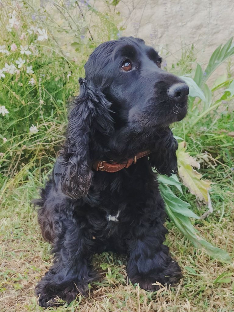 Ruby du domaine de sainte gladyce