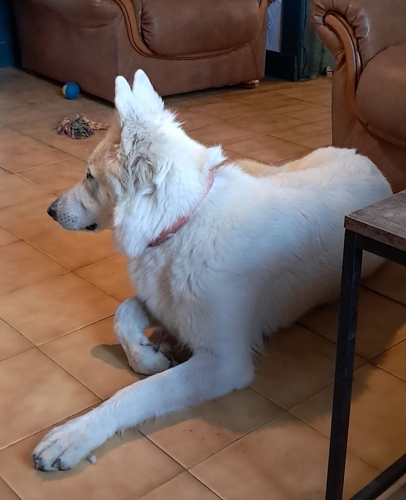 Umpa-loompa de l'Aube des Hortensias