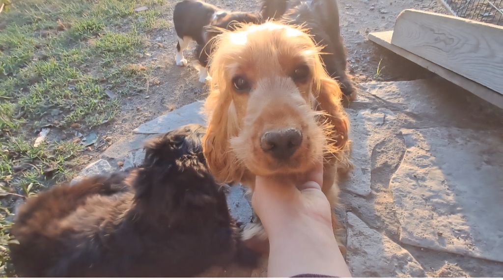 Unyx Des Yeux D'Osiris