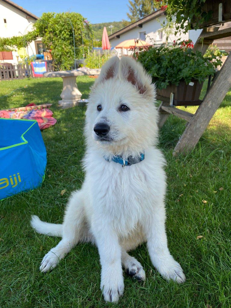 Des nouvelles des chiots nés chez nous 