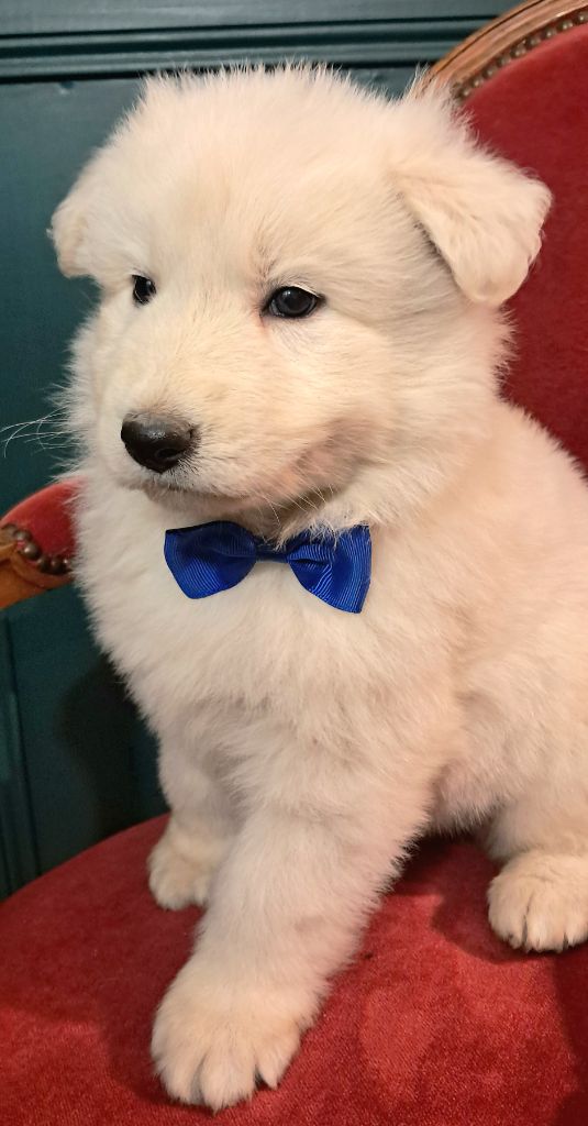 de l'Aube des Hortensias - Chiots disponibles - Berger Blanc Suisse