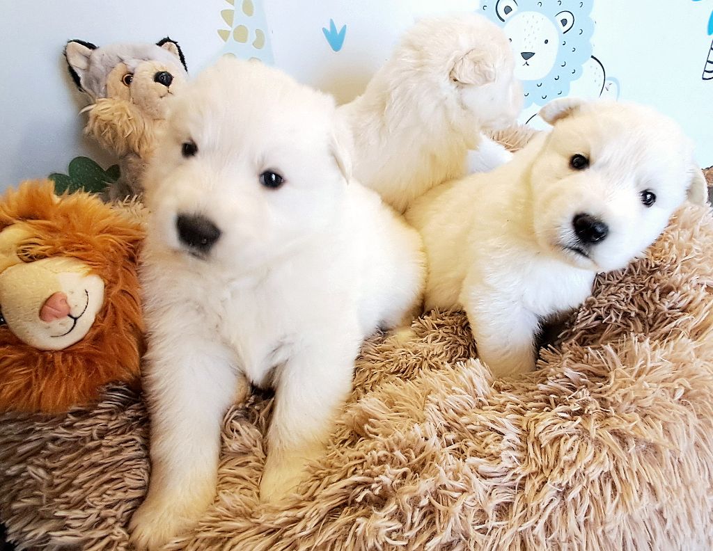 de l'Aube des Hortensias - Berger Blanc Suisse - Portée née le 05/04/2025
