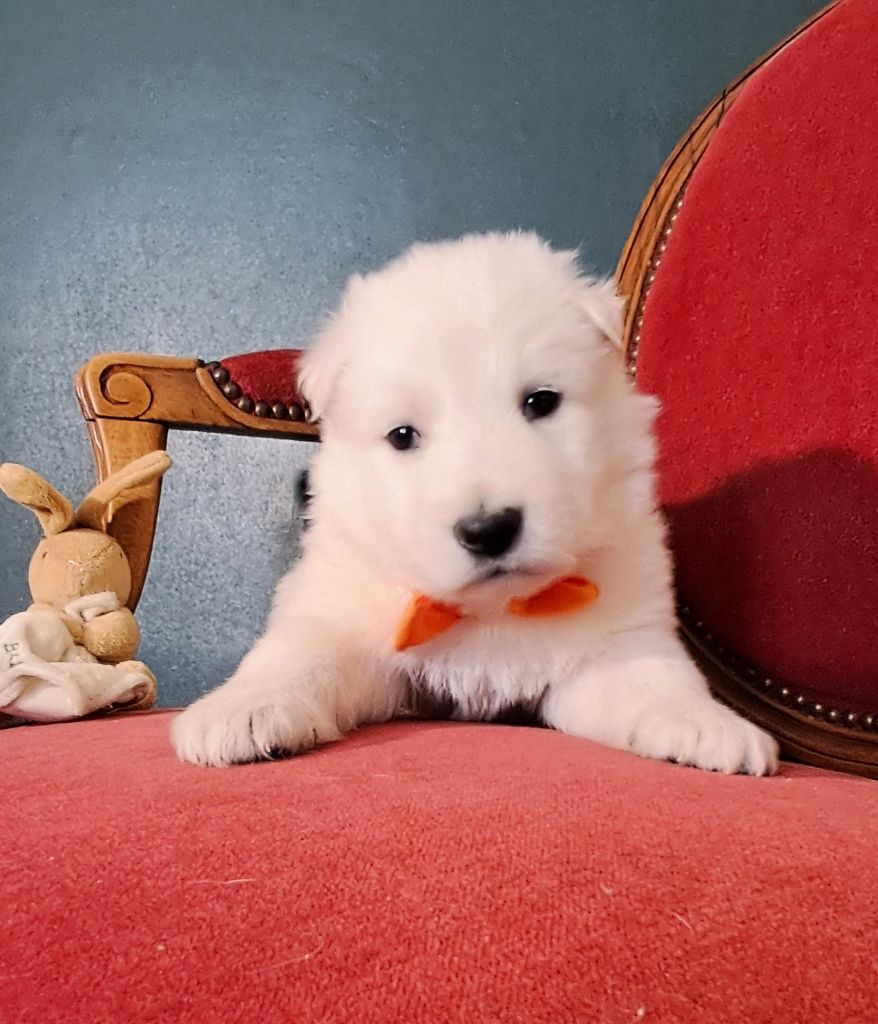 de l'Aube des Hortensias - Chiots disponibles - Berger Blanc Suisse