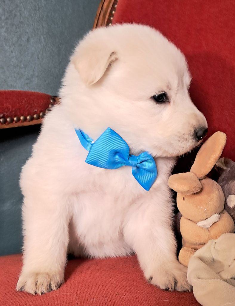 de l'Aube des Hortensias - Chiots disponibles - Berger Blanc Suisse
