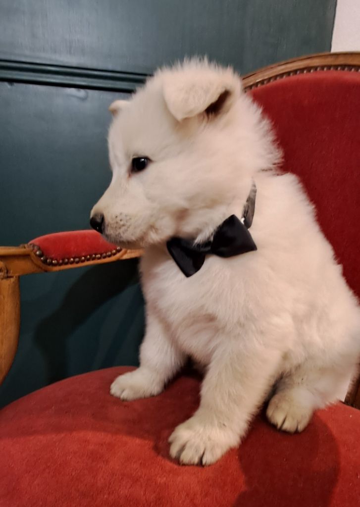 de l'Aube des Hortensias - Chiots disponibles - Berger Blanc Suisse