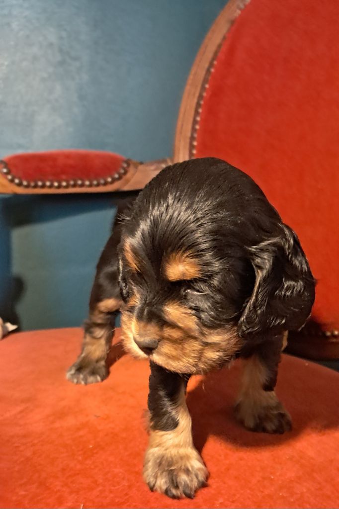 de l'Aube des Hortensias - Chiots disponibles - Cocker Spaniel Anglais