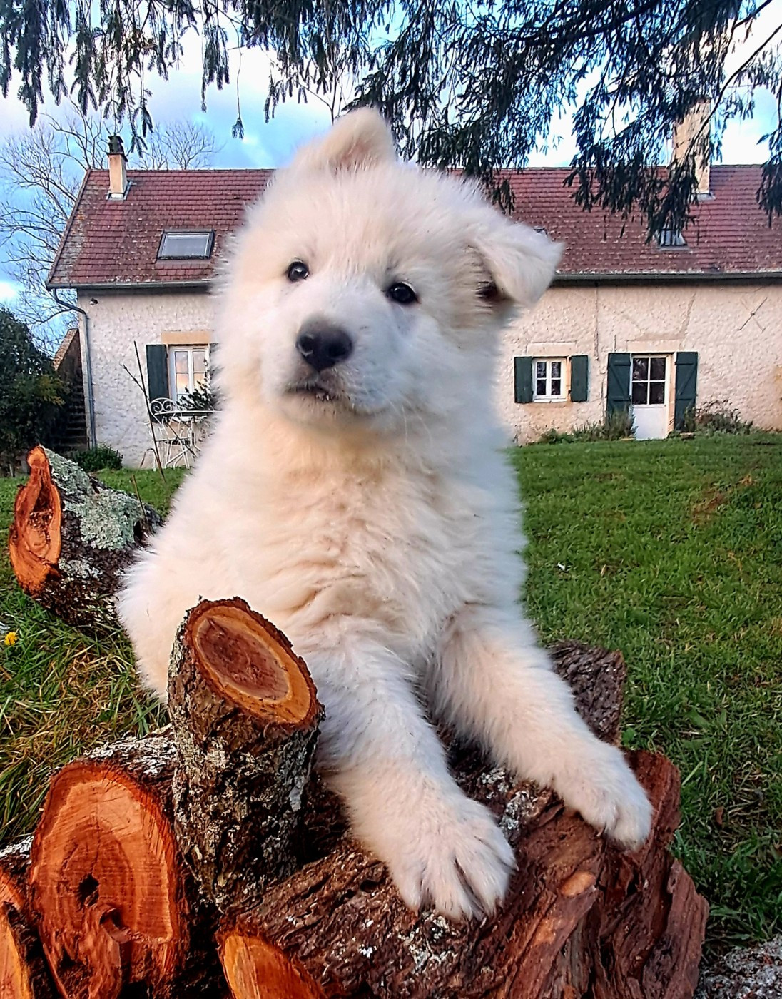 de l'Aube des Hortensias - Chiots disponibles - Berger Blanc Suisse