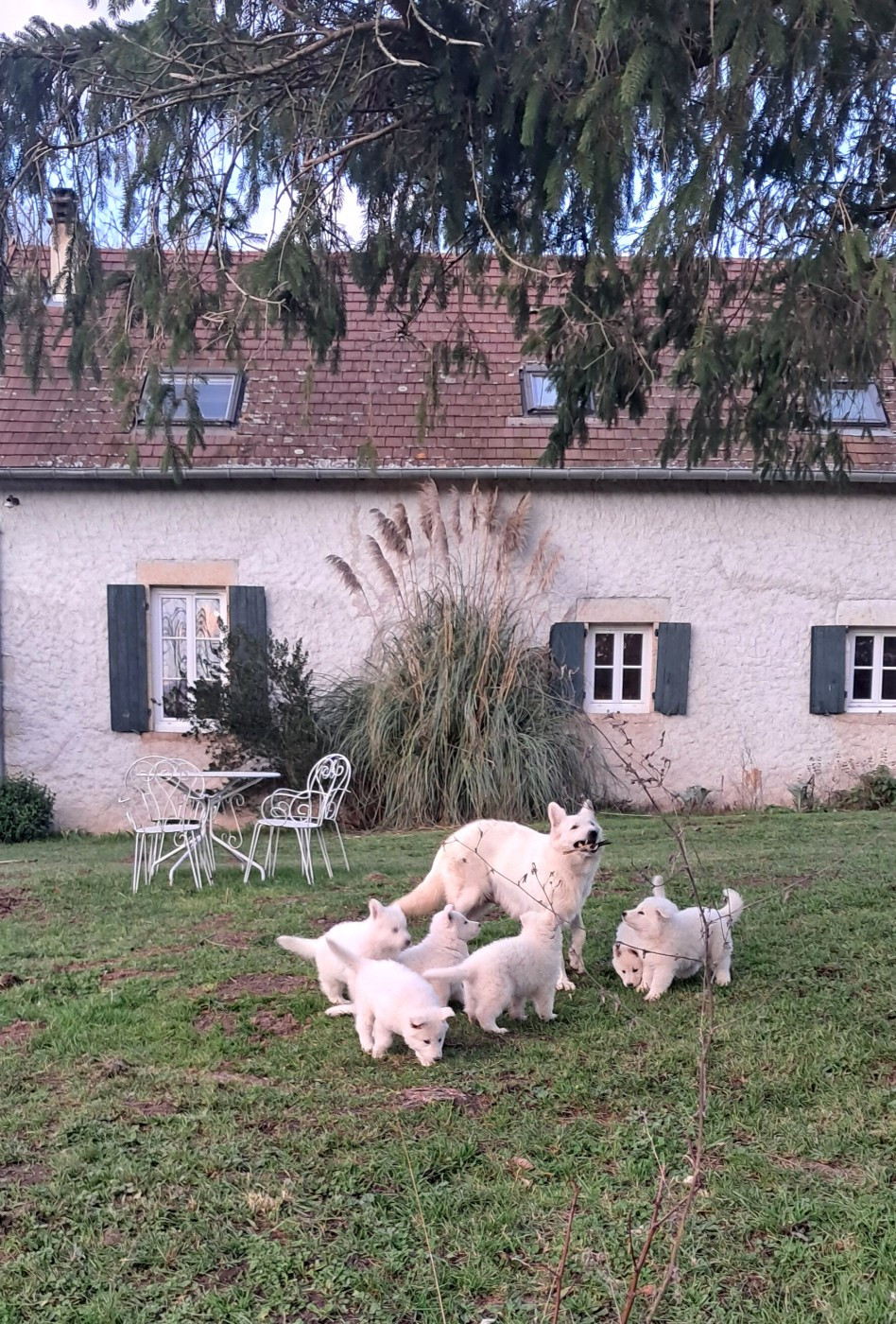 Chiot Berger Blanc Suisse de l'Aube des Hortensias