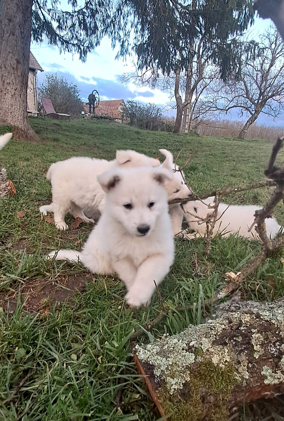 de l'Aube des Hortensias - Chiots disponibles - Berger Blanc Suisse