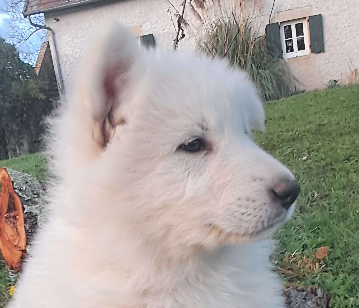 de l'Aube des Hortensias - Chiots disponibles - Berger Blanc Suisse