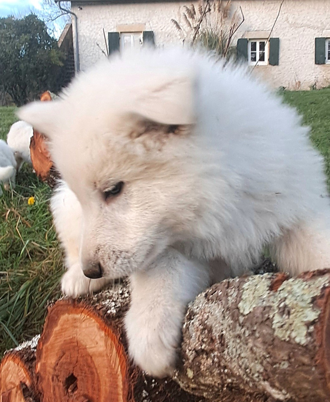 de l'Aube des Hortensias - Chiots disponibles - Berger Blanc Suisse