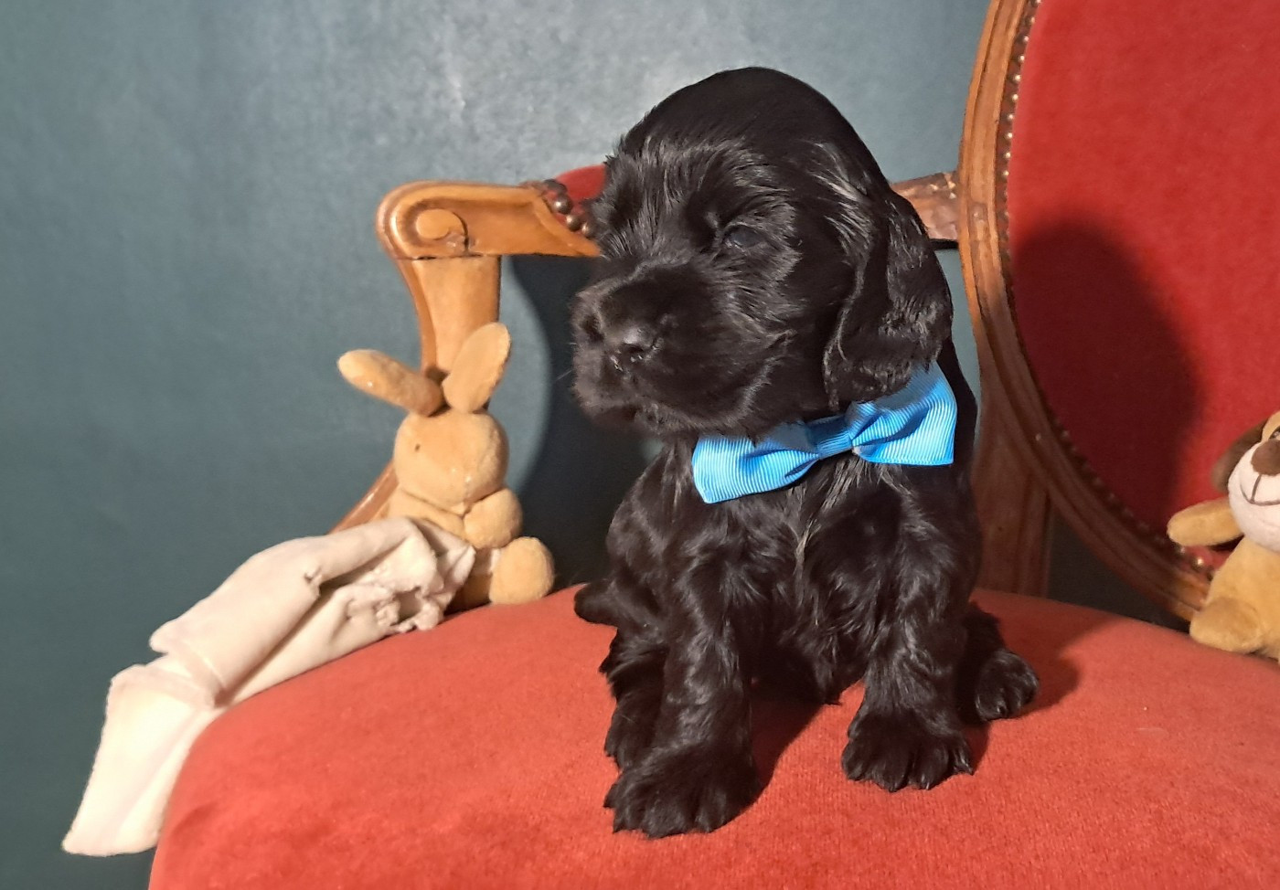 de l'Aube des Hortensias - Chiots disponibles - Cocker Spaniel Anglais