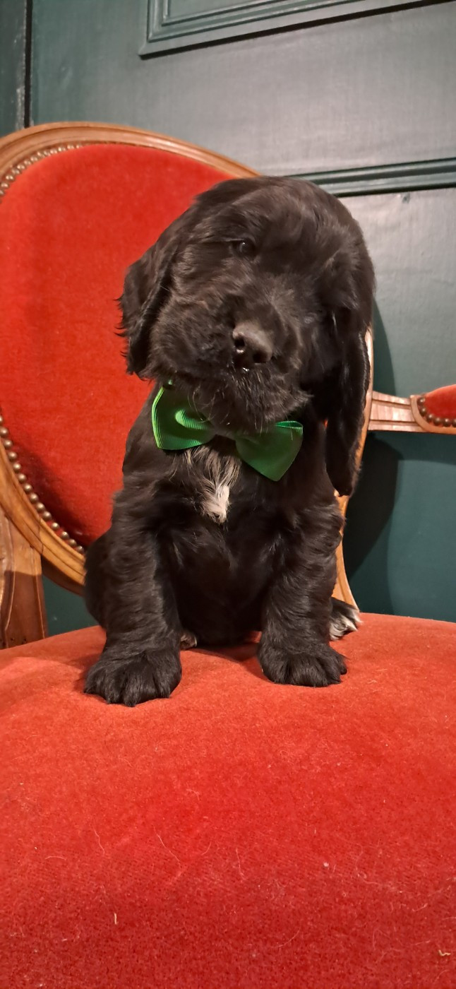 de l'Aube des Hortensias - Chiots disponibles - Cocker Spaniel Anglais