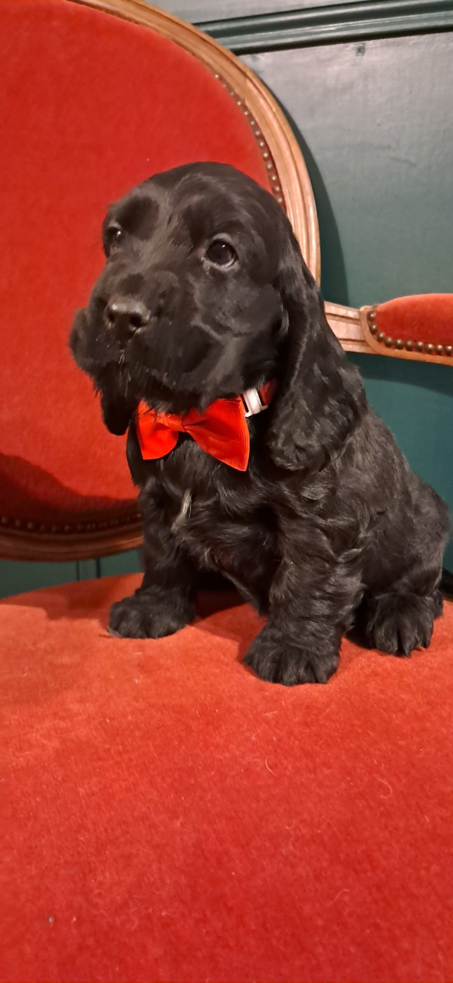 de l'Aube des Hortensias - Chiots disponibles - Cocker Spaniel Anglais