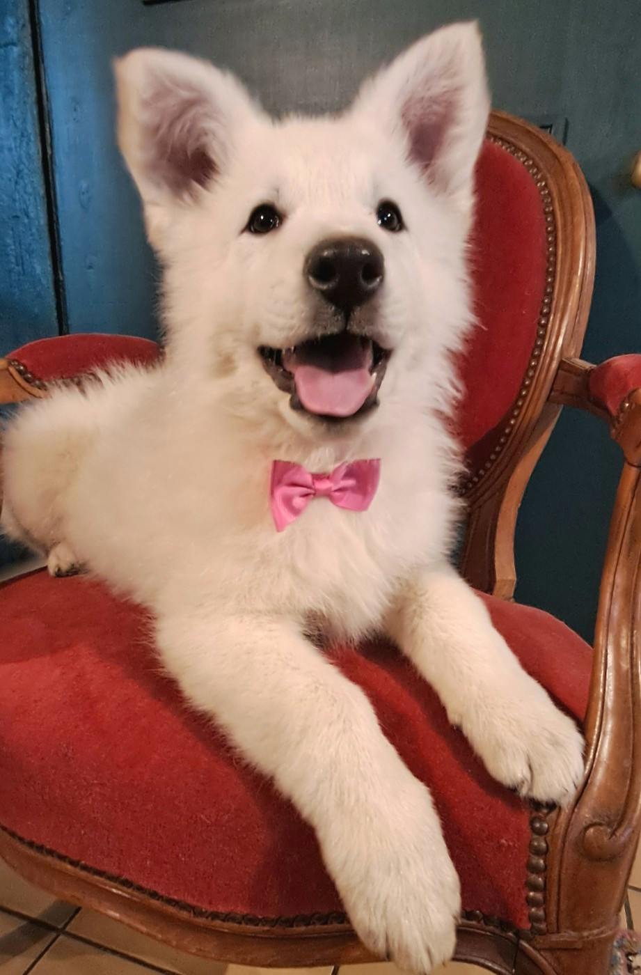 de l'Aube des Hortensias - Chiots disponibles - Berger Blanc Suisse