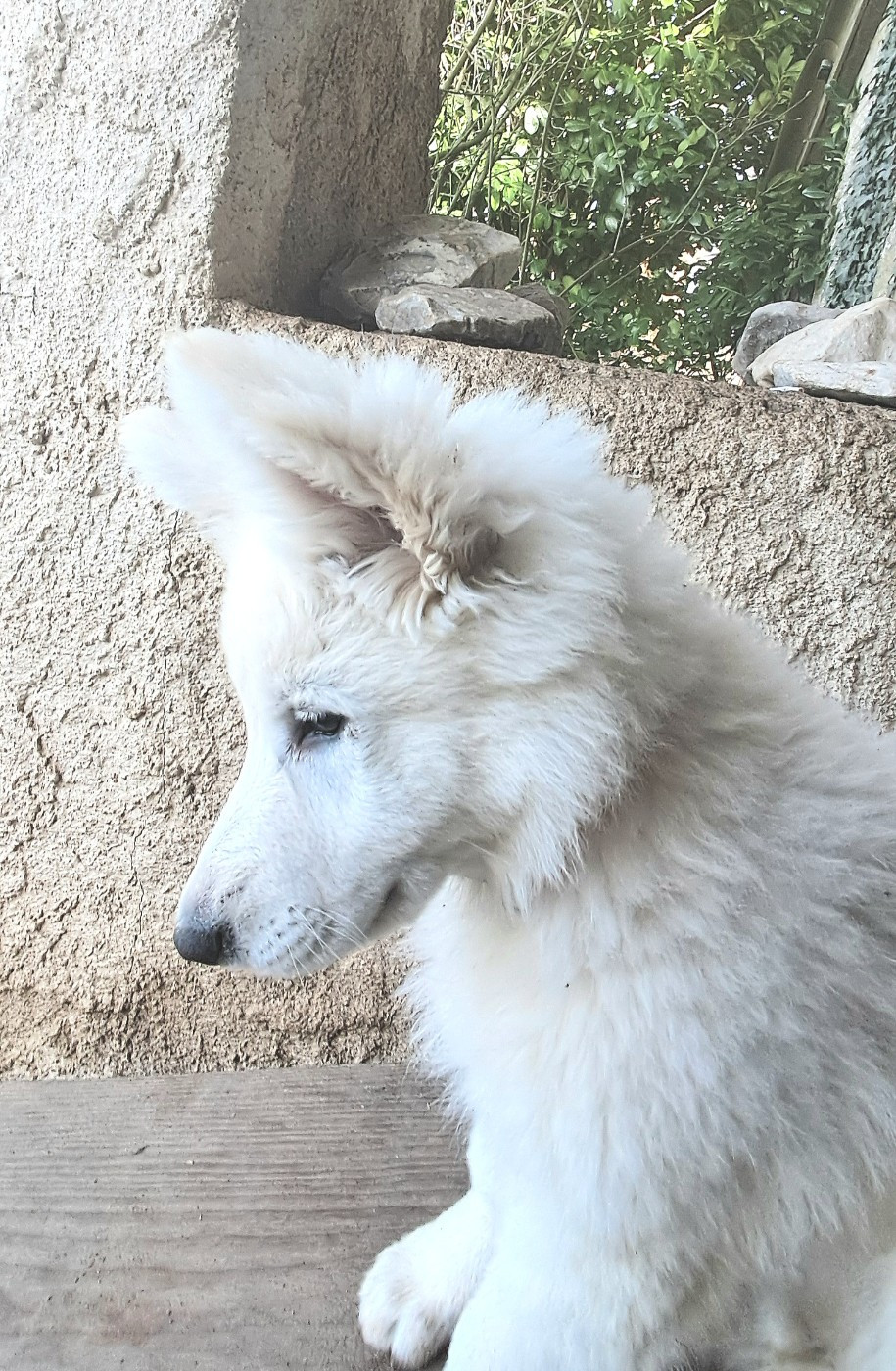 de l'Aube des Hortensias - Chiots disponibles - Berger Blanc Suisse