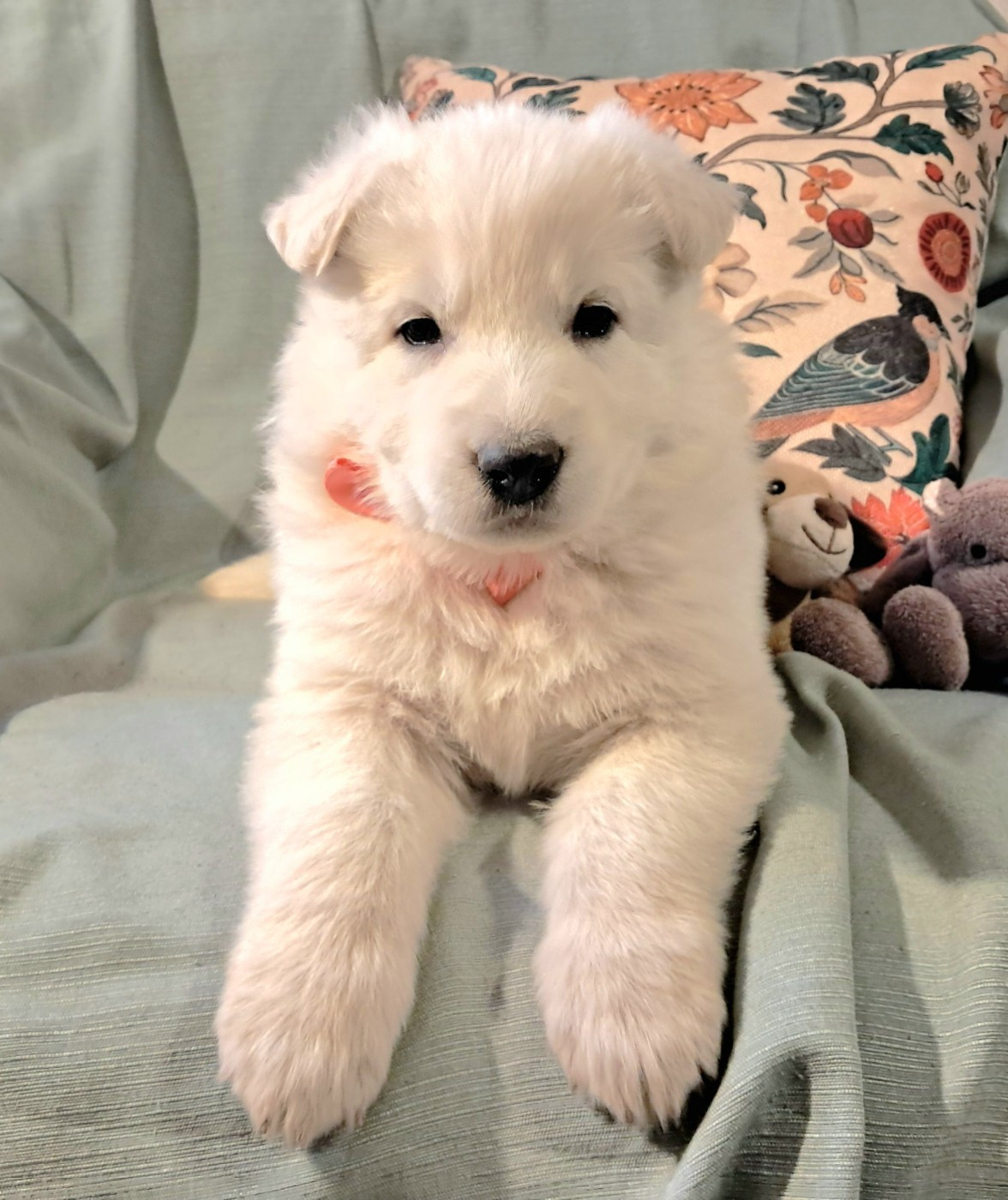 de l'Aube des Hortensias - Chiots disponibles - Berger Blanc Suisse