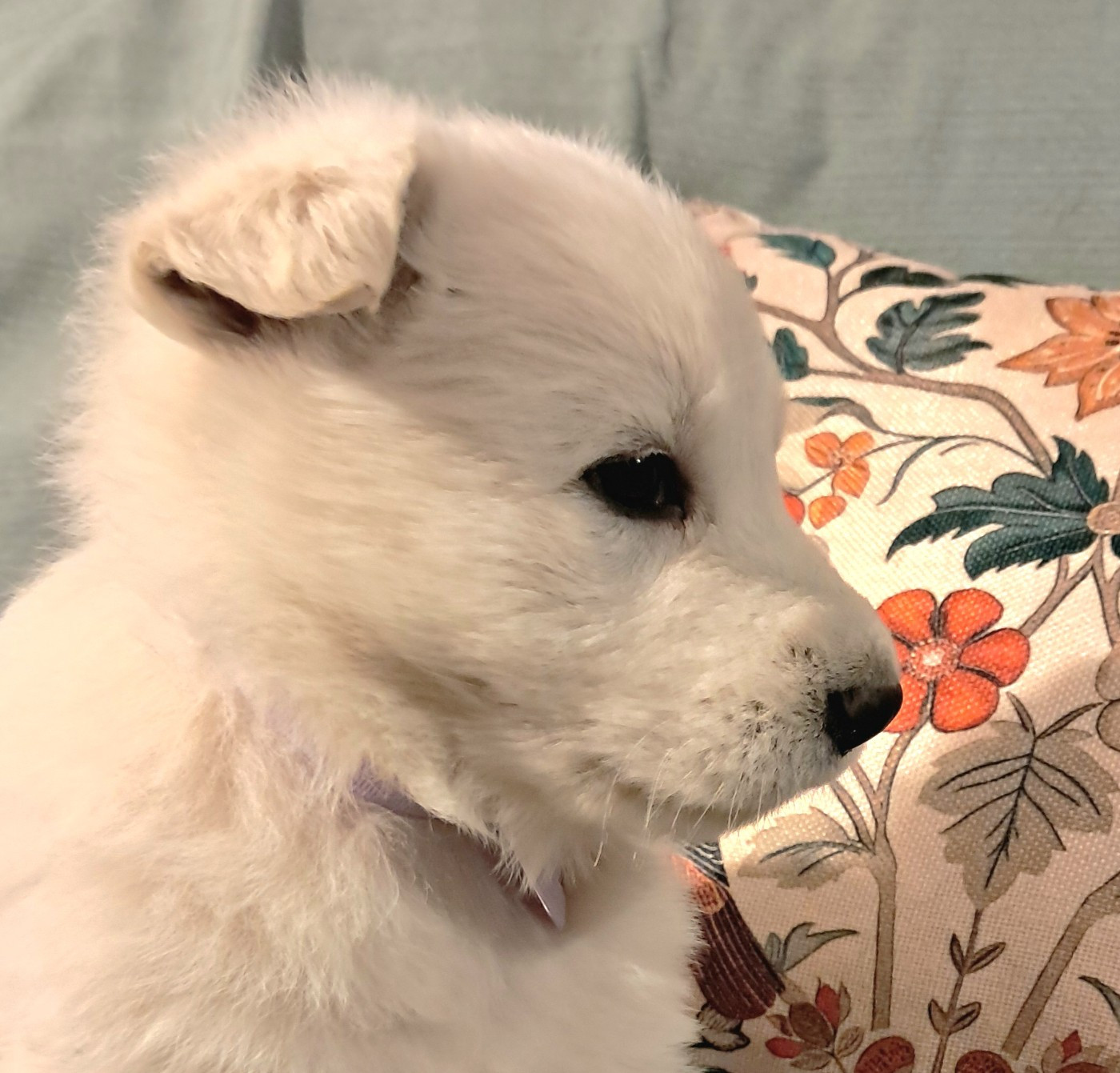 de l'Aube des Hortensias - Chiots disponibles - Berger Blanc Suisse