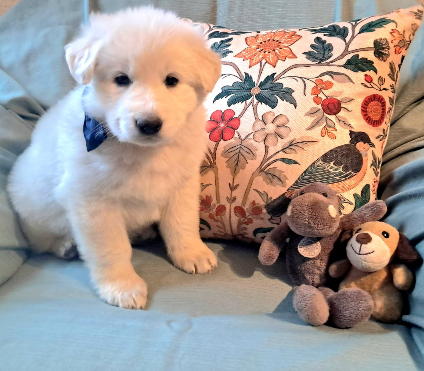 de l'Aube des Hortensias - Chiots disponibles - Berger Blanc Suisse