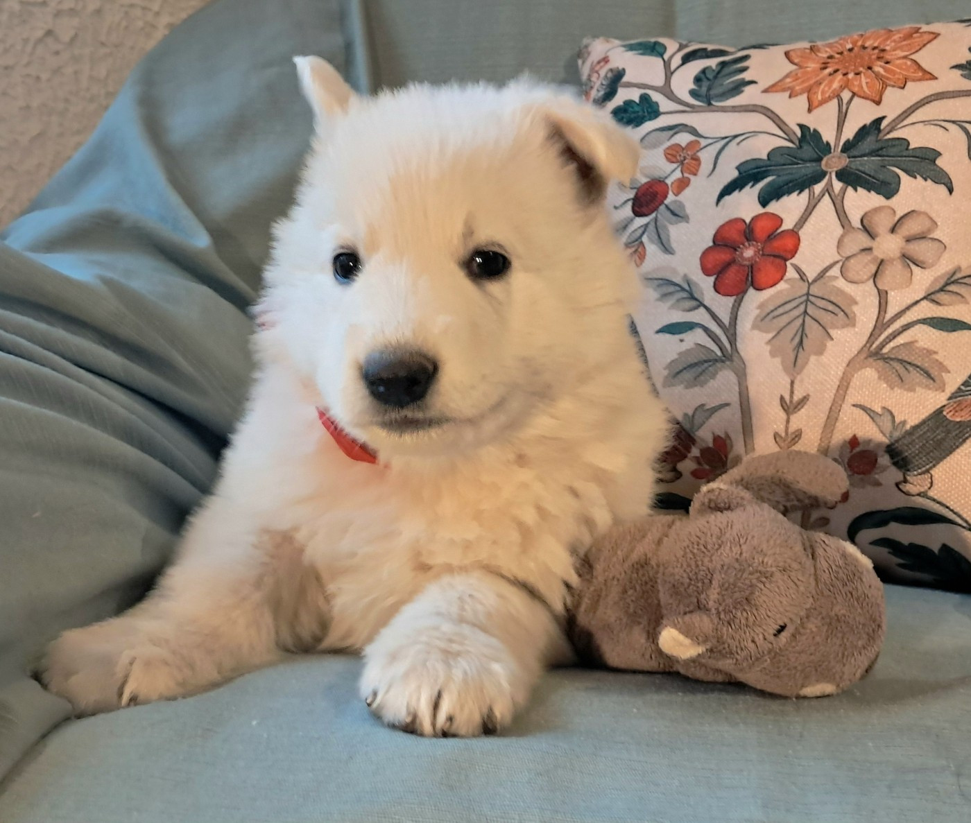 de l'Aube des Hortensias - Chiots disponibles - Berger Blanc Suisse