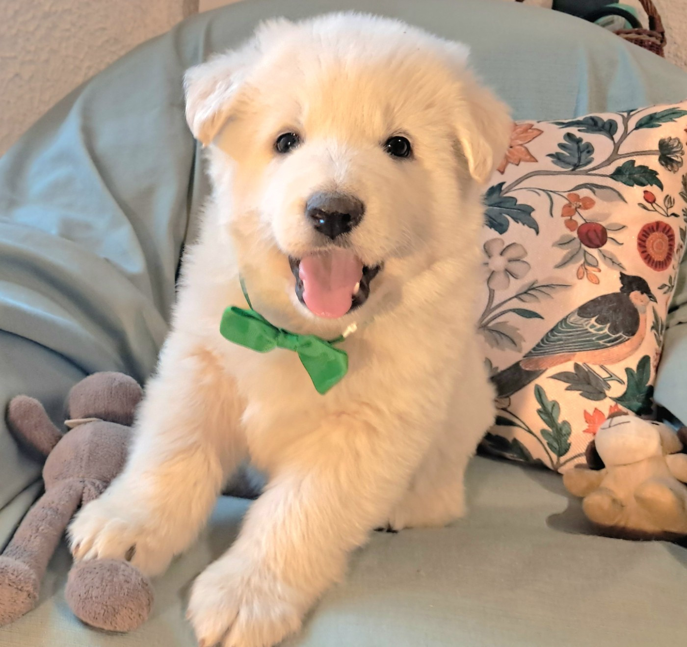 de l'Aube des Hortensias - Chiots disponibles - Berger Blanc Suisse
