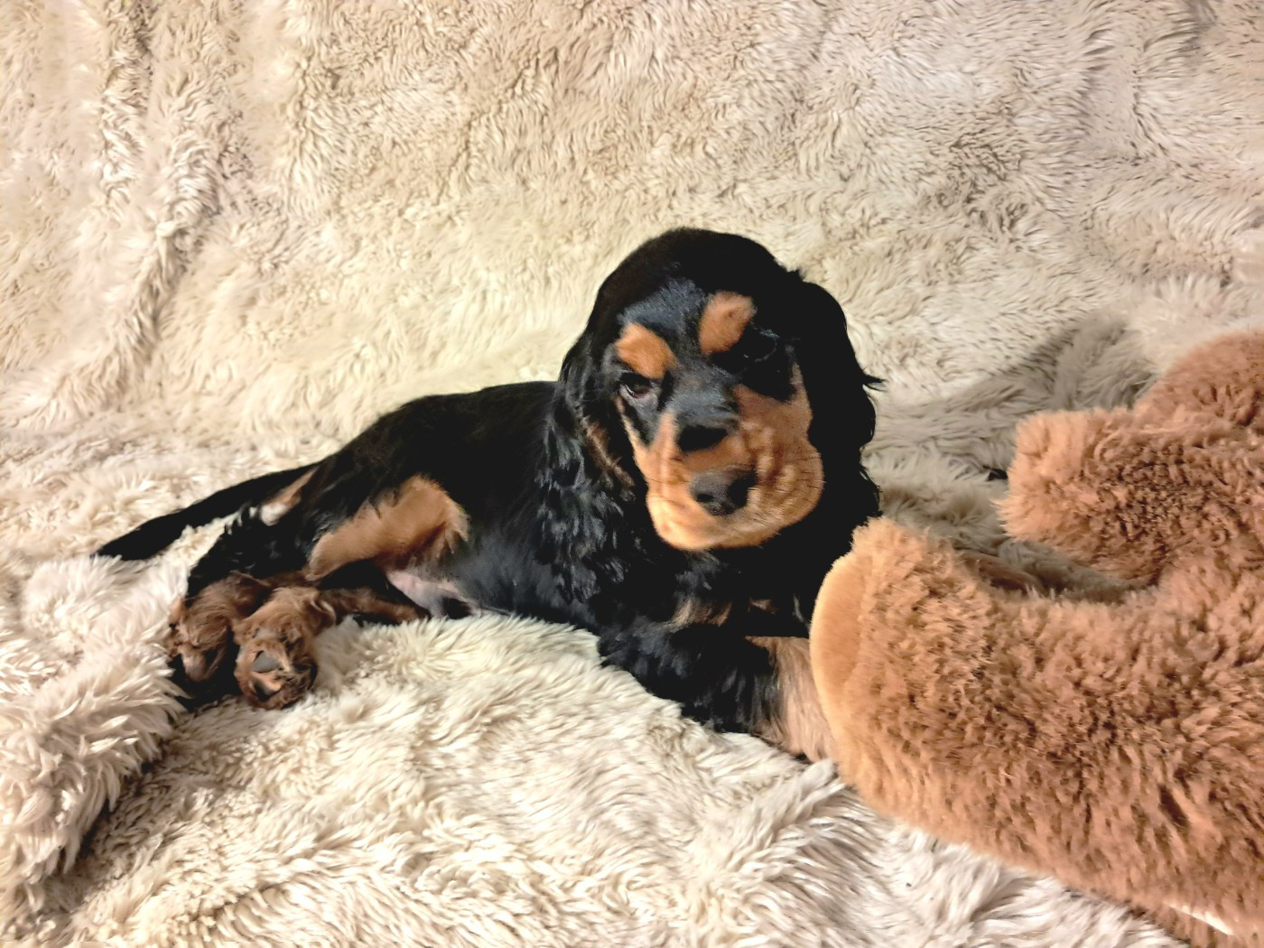 de l'Aube des Hortensias - Chiots disponibles - Cocker Spaniel Anglais