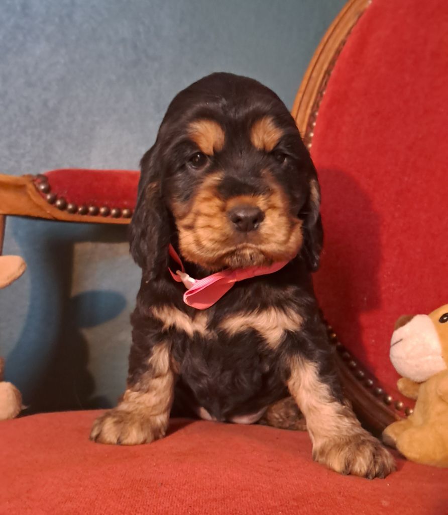 de l'Aube des Hortensias - Chiots disponibles - Cocker Spaniel Anglais