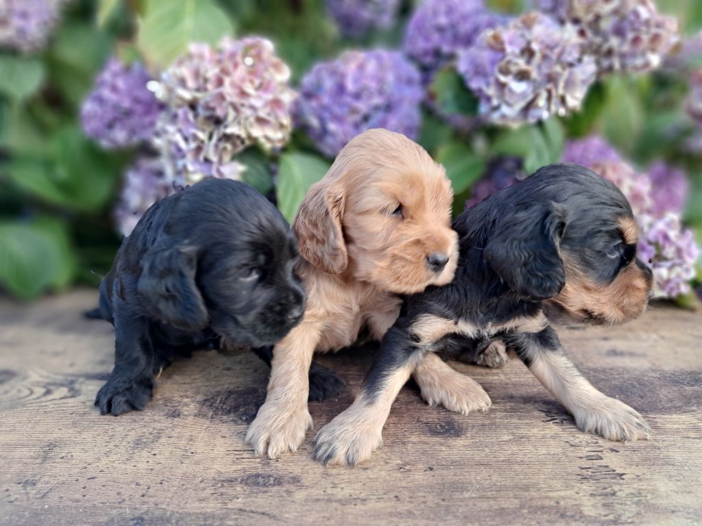de l'Aube des Hortensias - Chiots disponibles - Cocker Spaniel Anglais