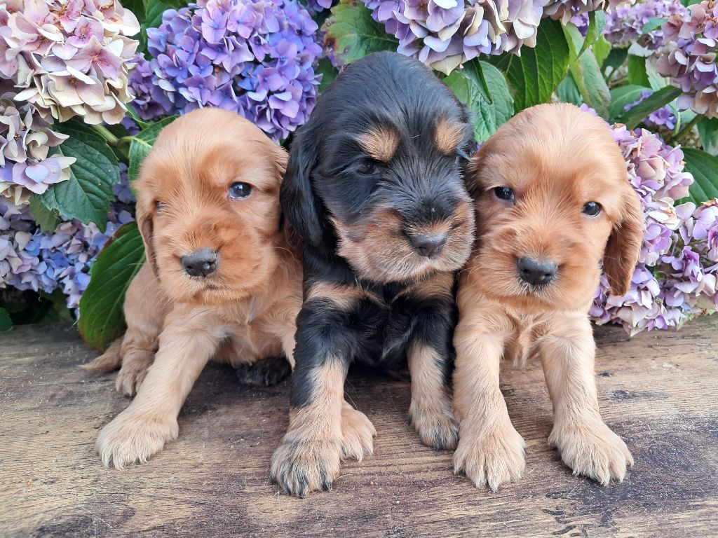 de l'Aube des Hortensias - Chiots disponibles - Cocker Spaniel Anglais