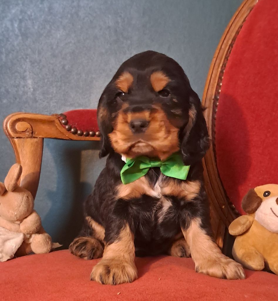 de l'Aube des Hortensias - Chiots disponibles - Cocker Spaniel Anglais