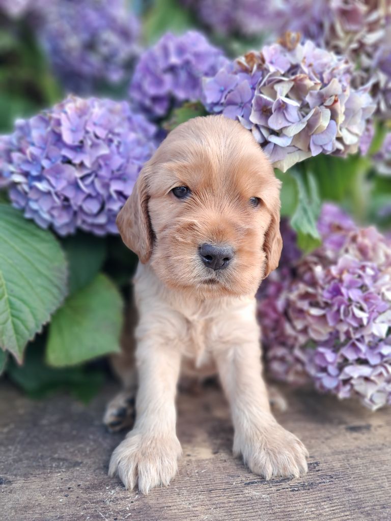 de l'Aube des Hortensias - Chiots disponibles - Cocker Spaniel Anglais