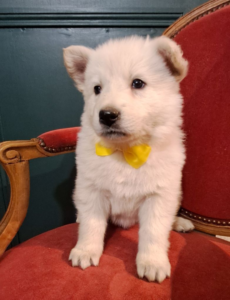 de l'Aube des Hortensias - Chiots disponibles - Berger Blanc Suisse