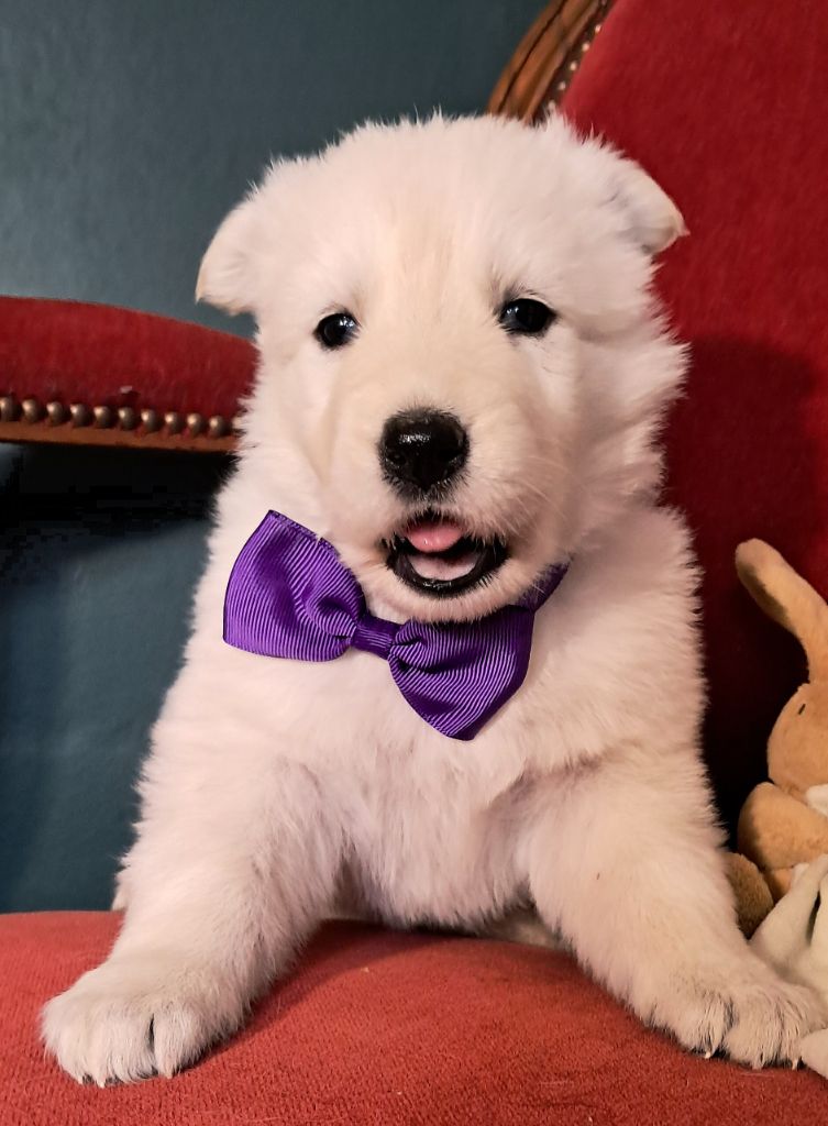 de l'Aube des Hortensias - Chiots disponibles - Berger Blanc Suisse