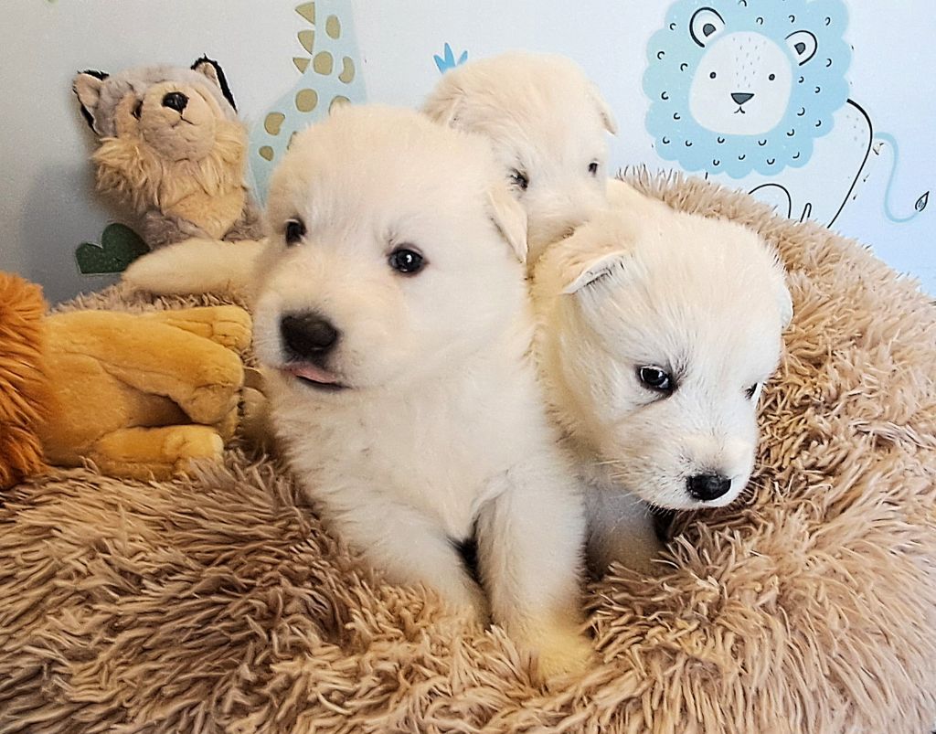 de l'Aube des Hortensias - Chiots disponibles - Berger Blanc Suisse