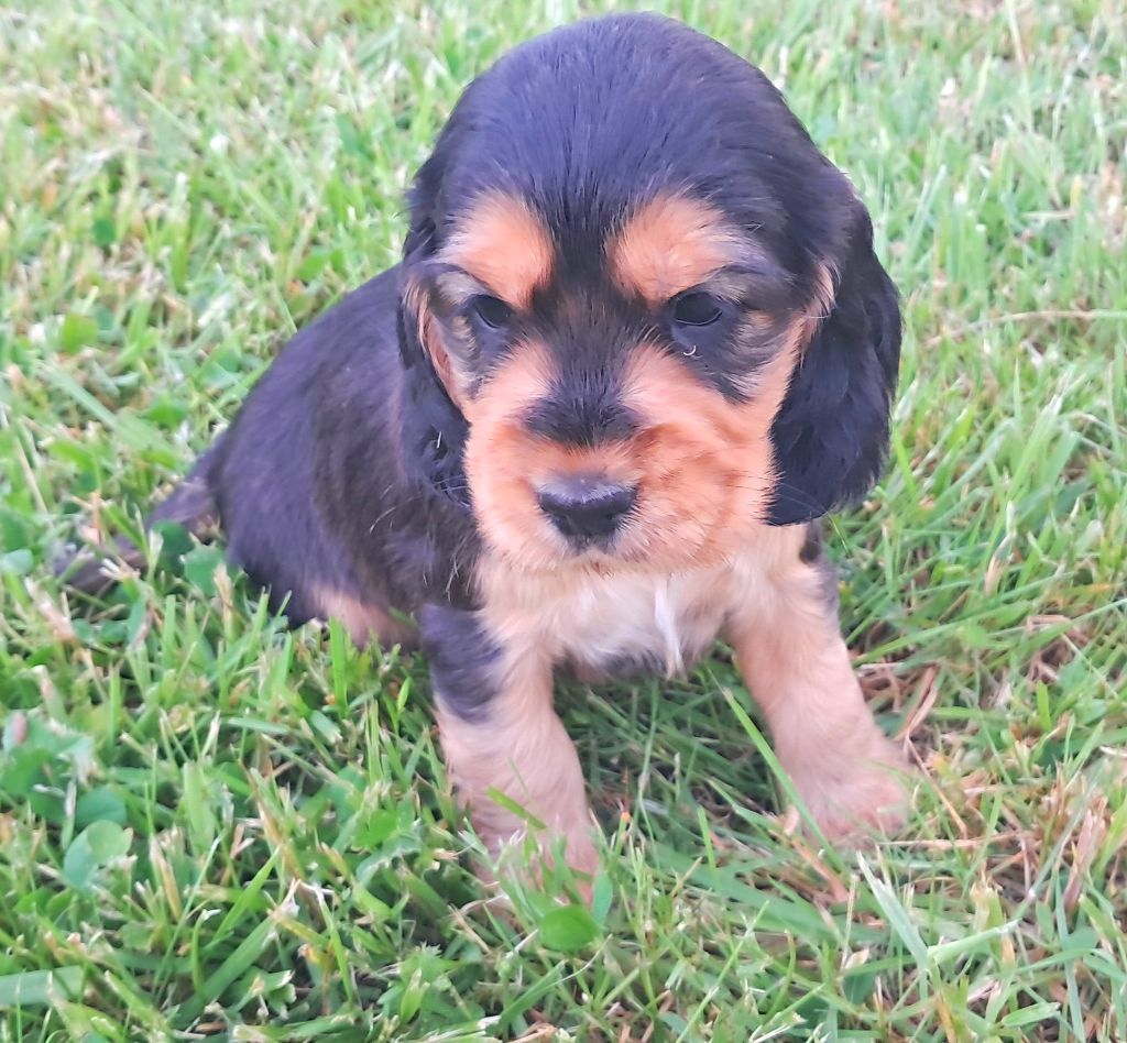 de l'Aube des Hortensias - Chiots disponibles - Cocker Spaniel Anglais
