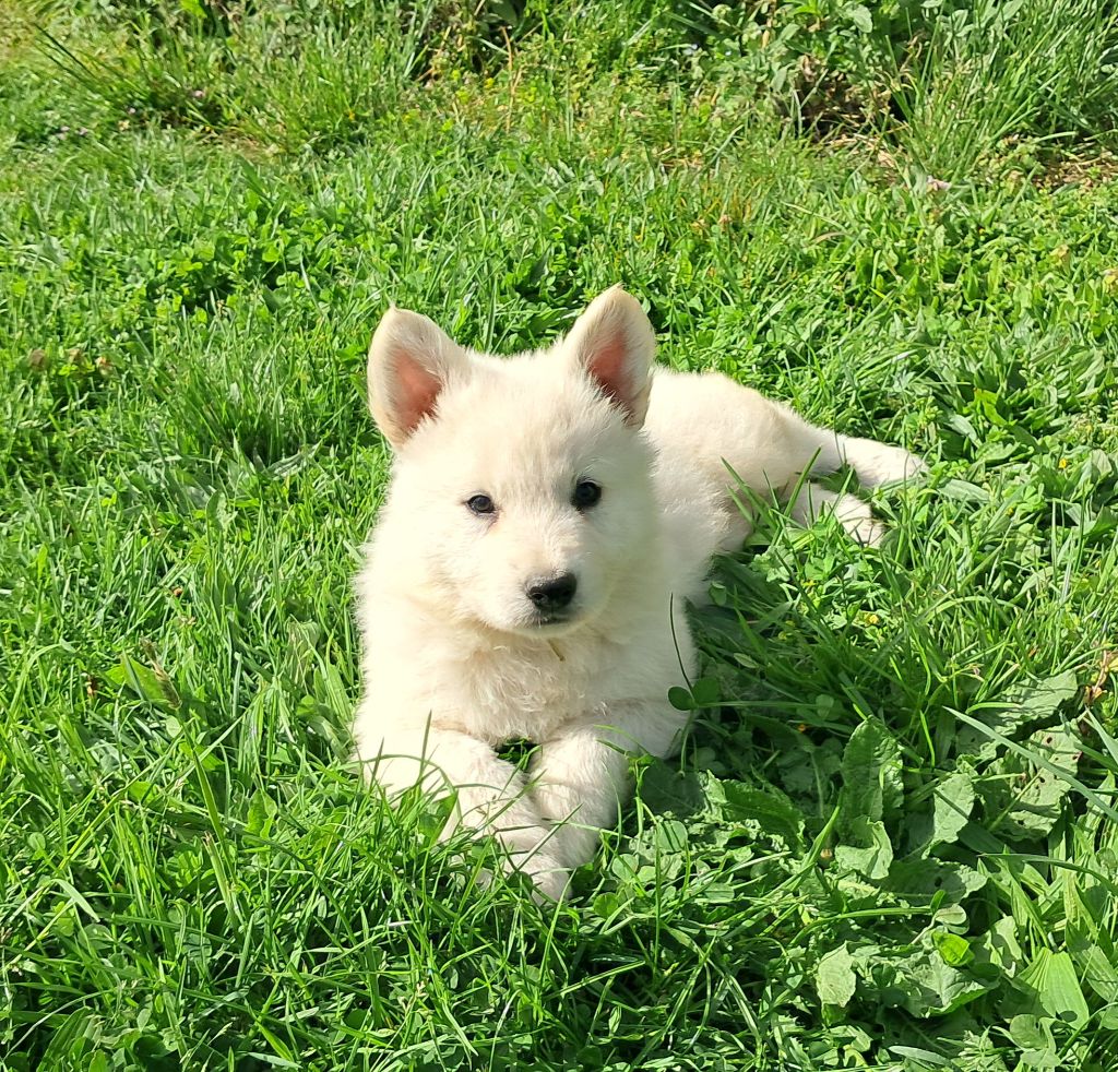 de l'Aube des Hortensias - Chiots disponibles - Berger Blanc Suisse