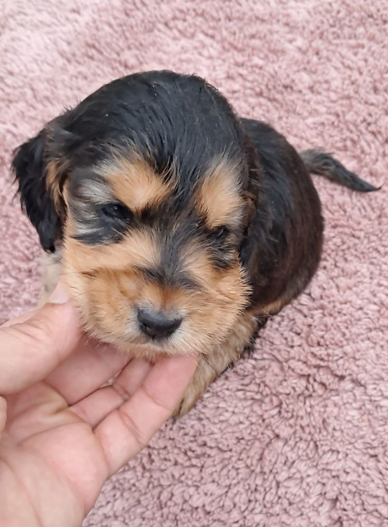 de l'Aube des Hortensias - Chiots disponibles - Cocker Spaniel Anglais