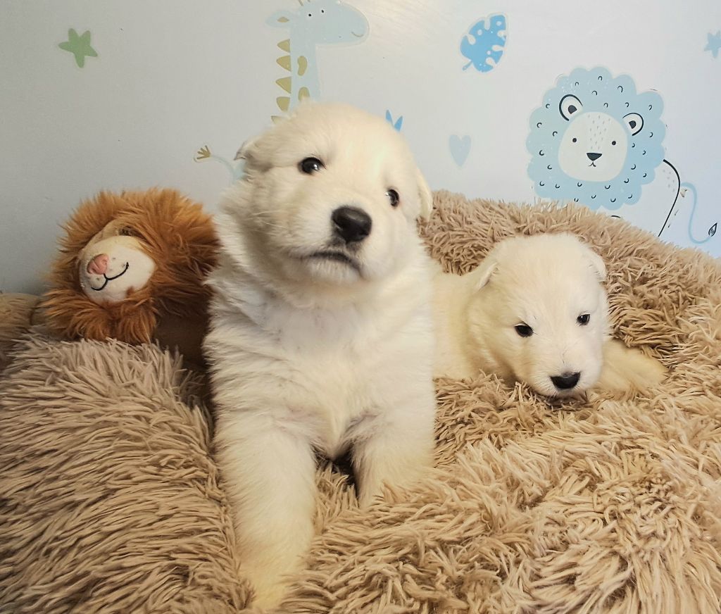 de l'Aube des Hortensias - Chiots disponibles - Berger Blanc Suisse