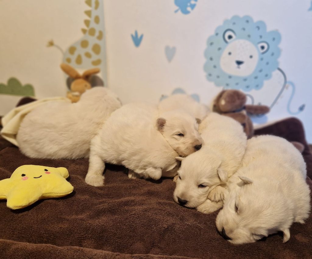 de l'Aube des Hortensias - Chiots disponibles - Berger Blanc Suisse