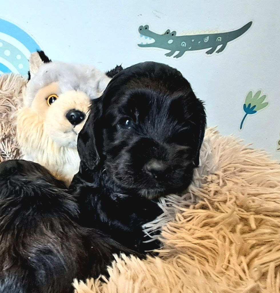 de l'Aube des Hortensias - Chiots disponibles - Cocker Spaniel Anglais