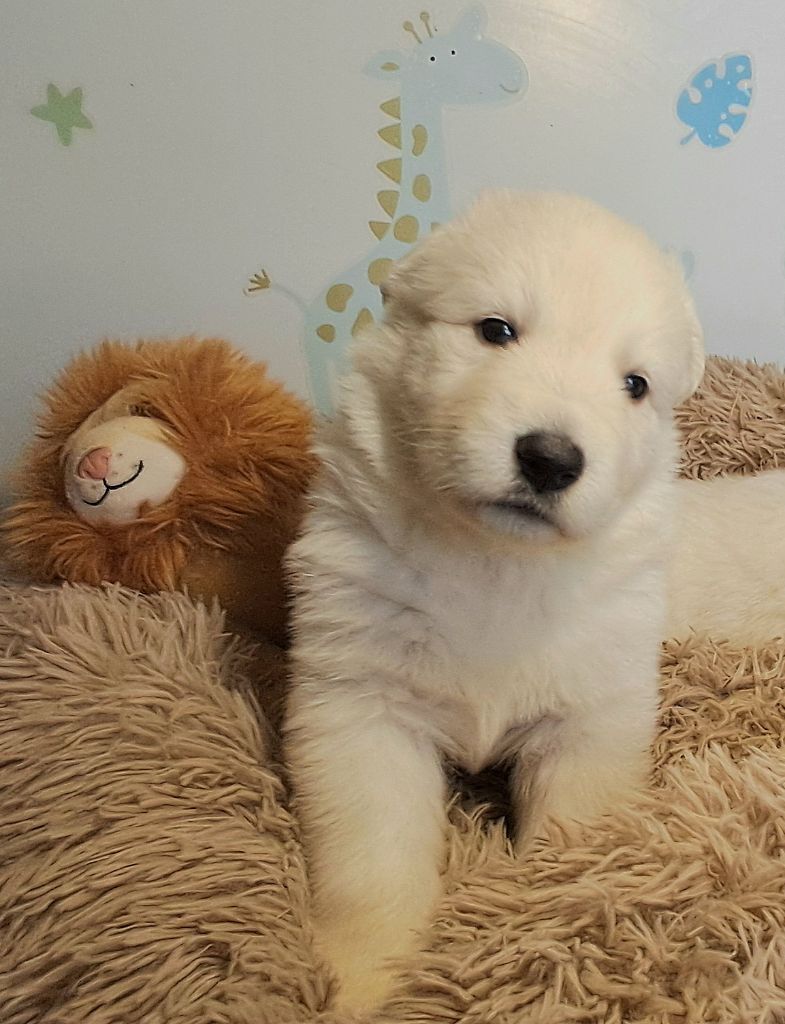 de l'Aube des Hortensias - Chiots disponibles - Berger Blanc Suisse