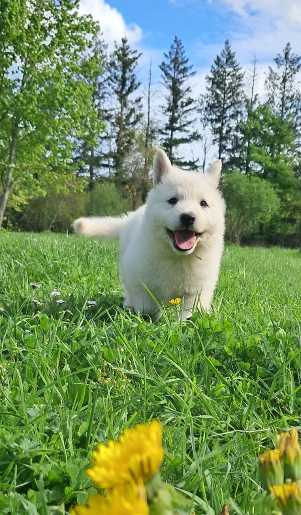 de l'Aube des Hortensias - Chiots disponibles - Berger Blanc Suisse