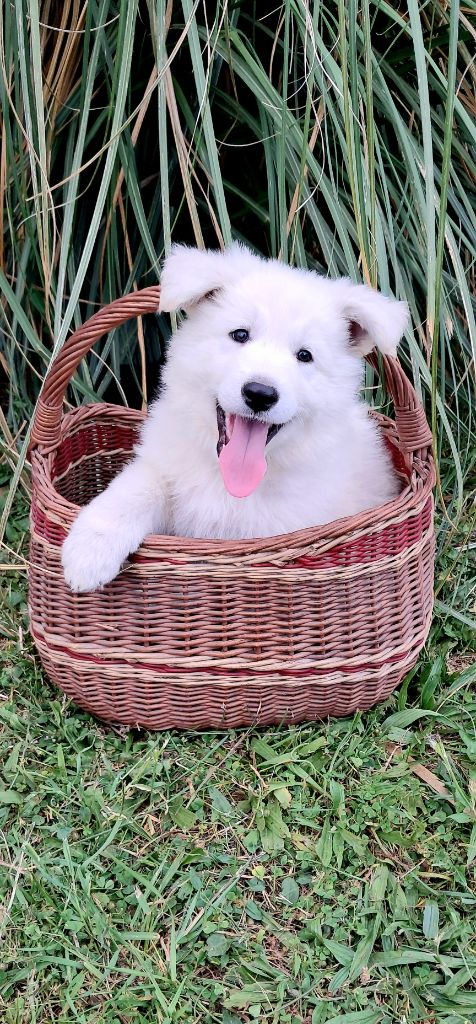 de l'Aube des Hortensias - Chiots disponibles - Berger Blanc Suisse