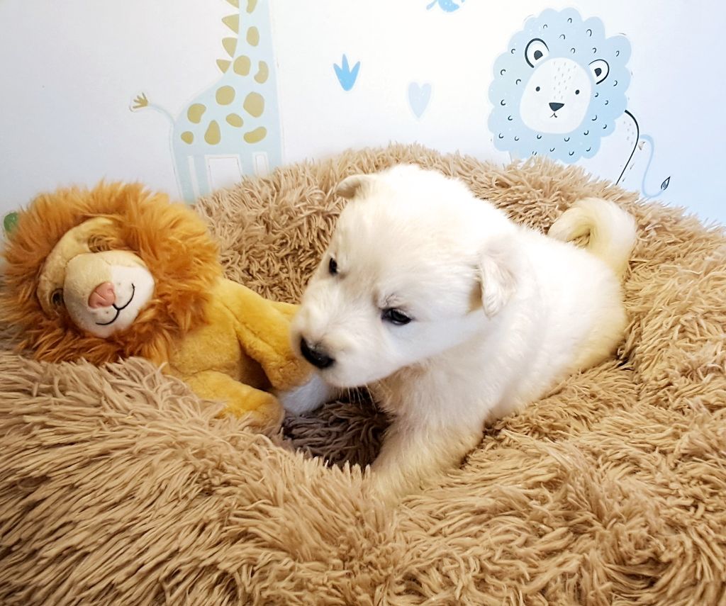 de l'Aube des Hortensias - Chiots disponibles - Berger Blanc Suisse