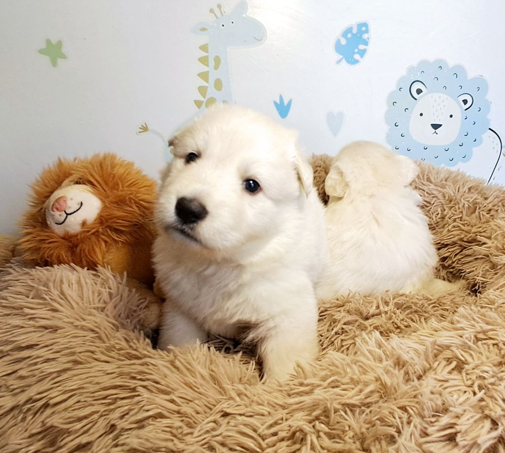 de l'Aube des Hortensias - Chiots disponibles - Berger Blanc Suisse
