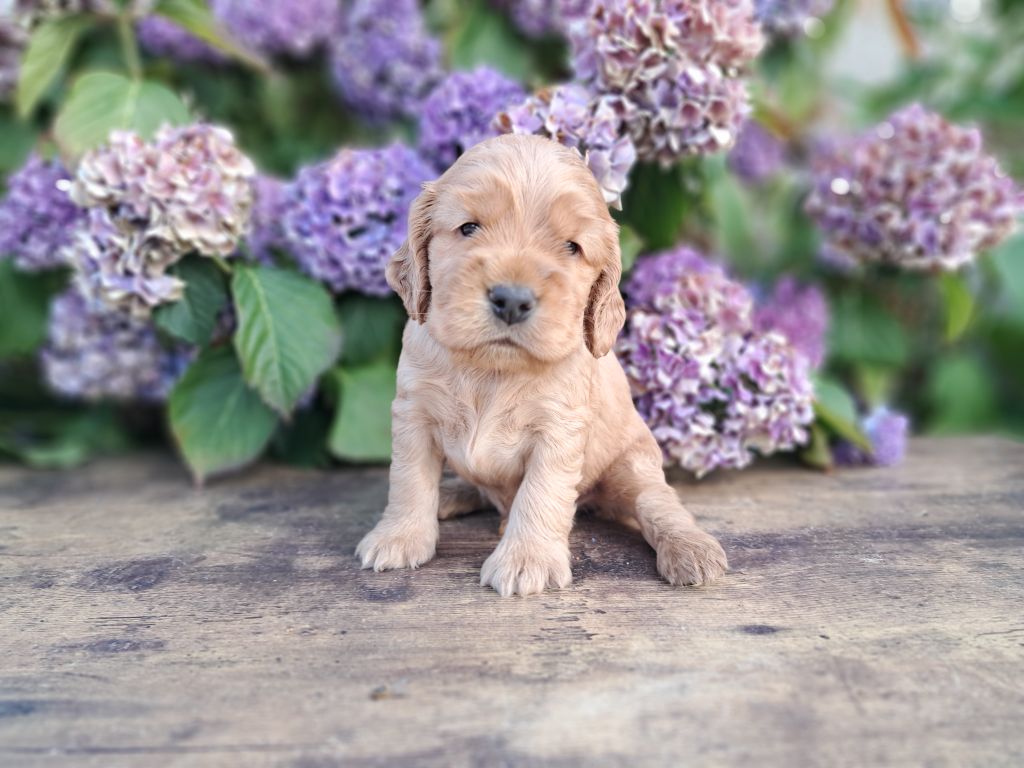 de l'Aube des Hortensias - Chiots disponibles - Cocker Spaniel Anglais